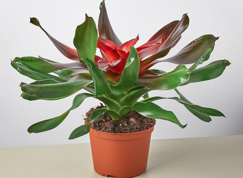 bromeliad-medusa-in-orange-pot.jpg