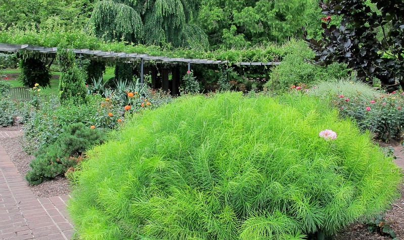 brookside-gardens-featuring-amsonia-in-june.jpg