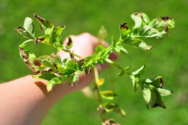 brown-edges-potato-leave.jpg