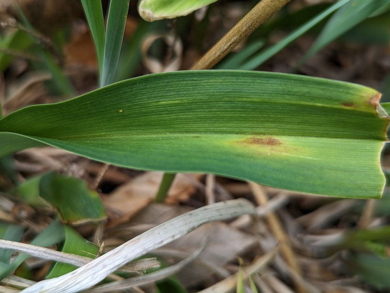 brown-spot-on-iris-foliage.jpg