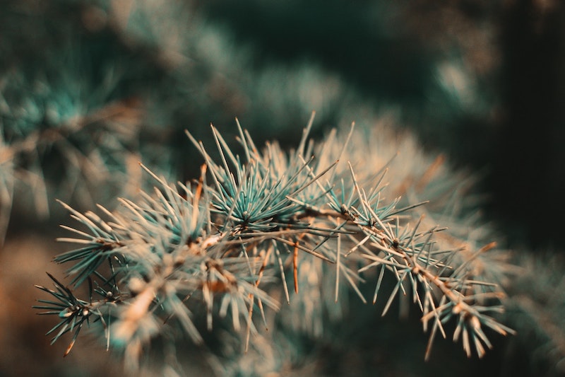 browning-pine-needles.jpg