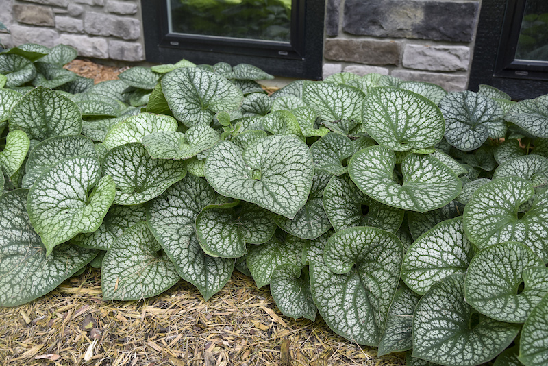 brunnera-jack-of-diamonds-not-in-bloom.jpg