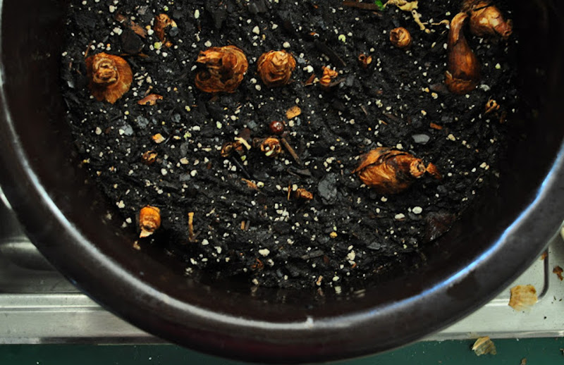 bulbs-planted-in-garden-planter-with-potting-soil.jpg