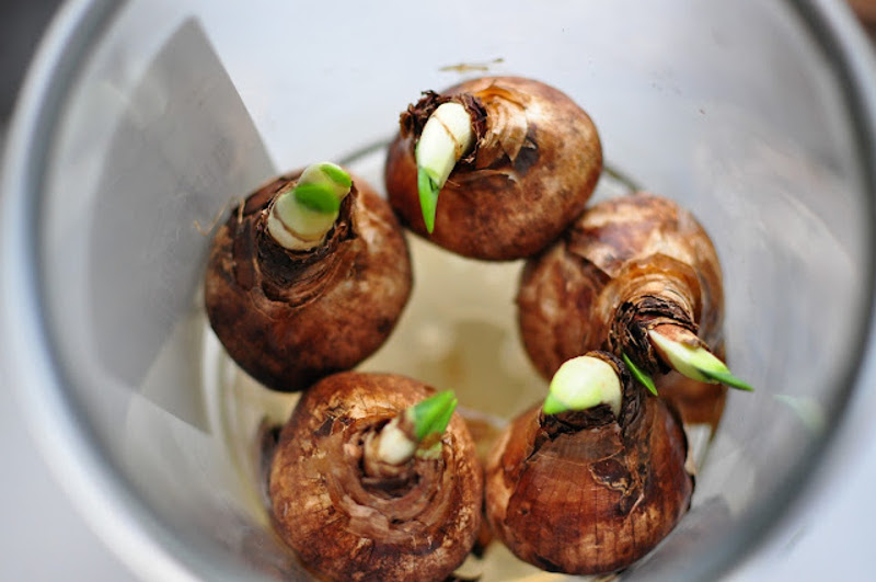 bulbs-starting-to-show-new-growth-forced-in-water.jpg