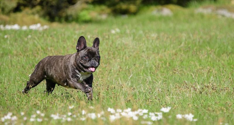 bulldog-walking-through-windflower-field.jpg