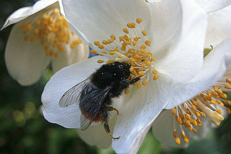 bumblebee-on-mock-orange-flower.jpg