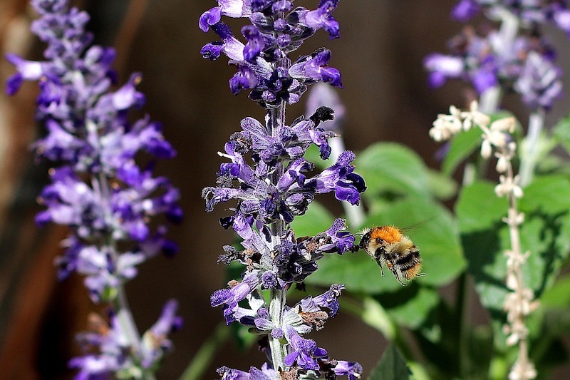 bumblebee-visiting-ajuga-flowers.jpg