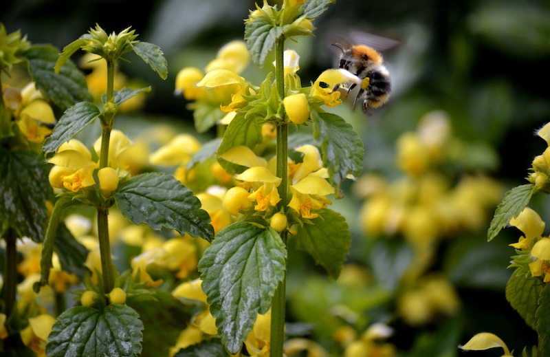 stinging nettle yellow flower