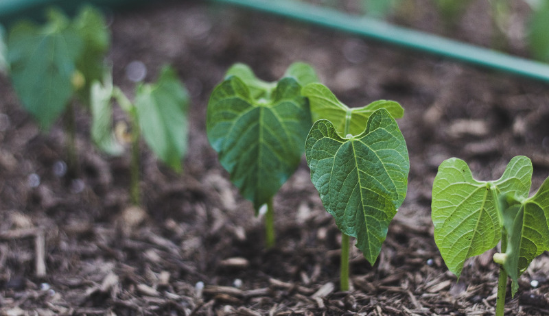 bush-beans-growing-in-the-garden.jpg