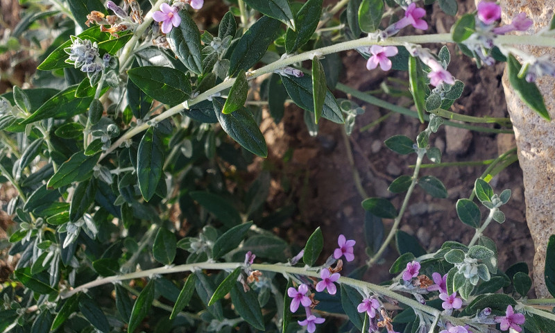 Butterfly Bushes Aren T Blooming Plant Addicts