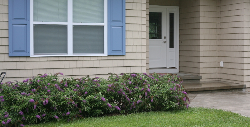 butterfly-bush-hedge-in-front-of-the-house.jpg