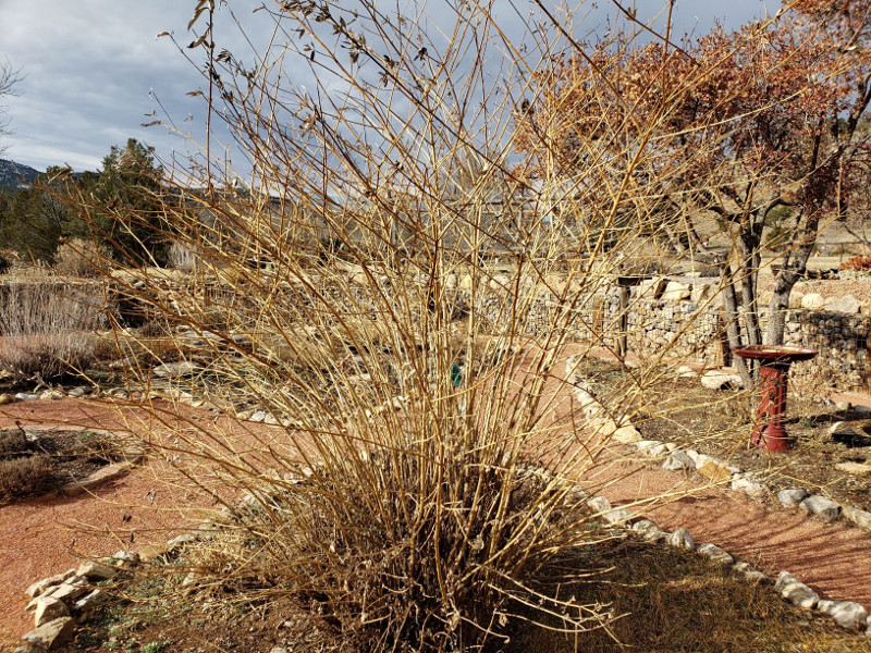 Image of Pink butterfly bush in winter