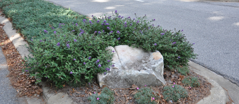 butterfly-bushes-growing-in-the-street-median.jpg