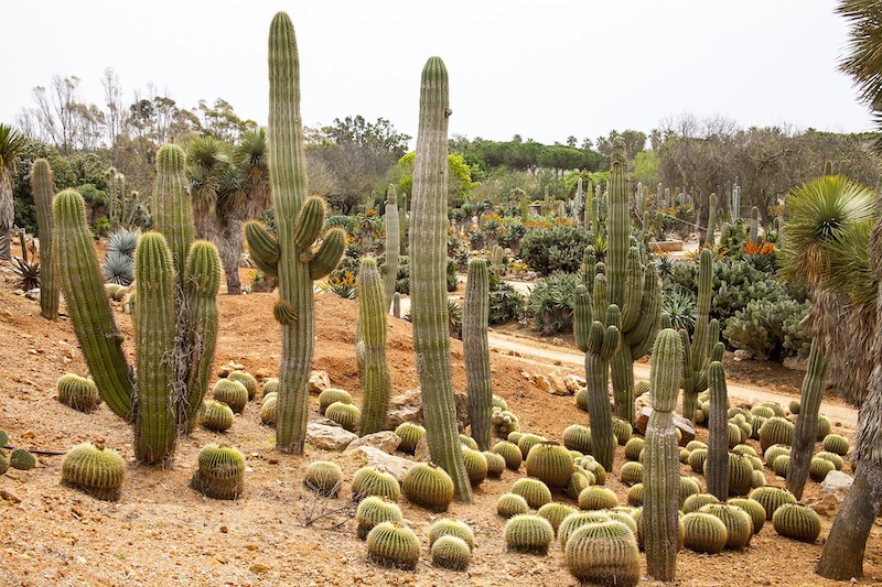 Cactus Care  Plant Addicts