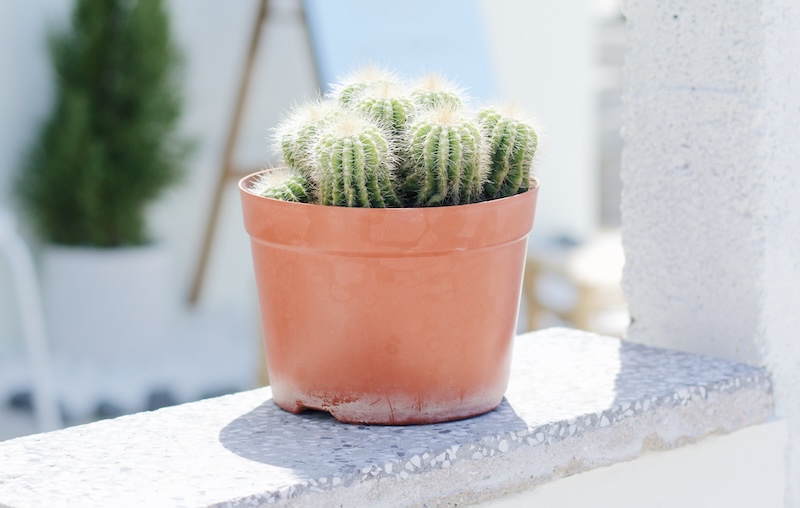 cactus-on-a-ledge-receiving-direct-light.jpg