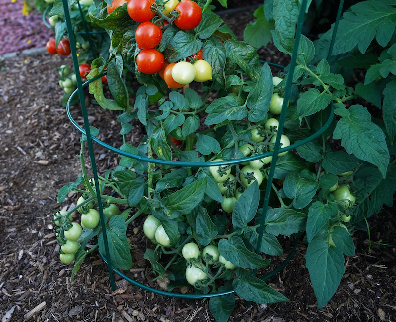 Tomato Plant Care