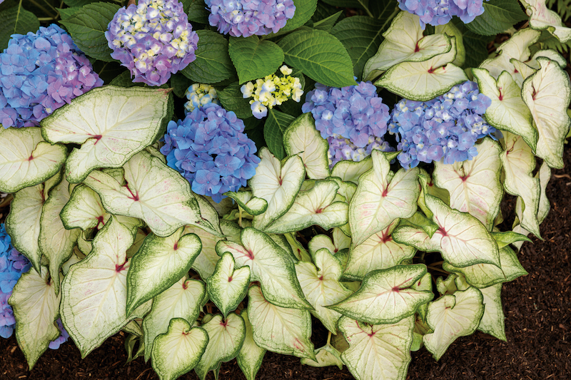 caladium-and-hydrangea-planting.jpg