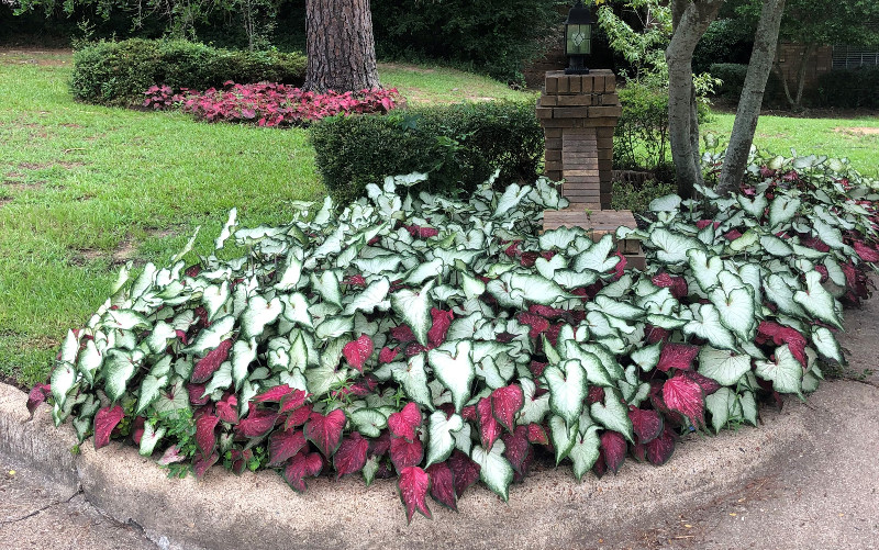 caladiums-planted-in-the-garden.jpg