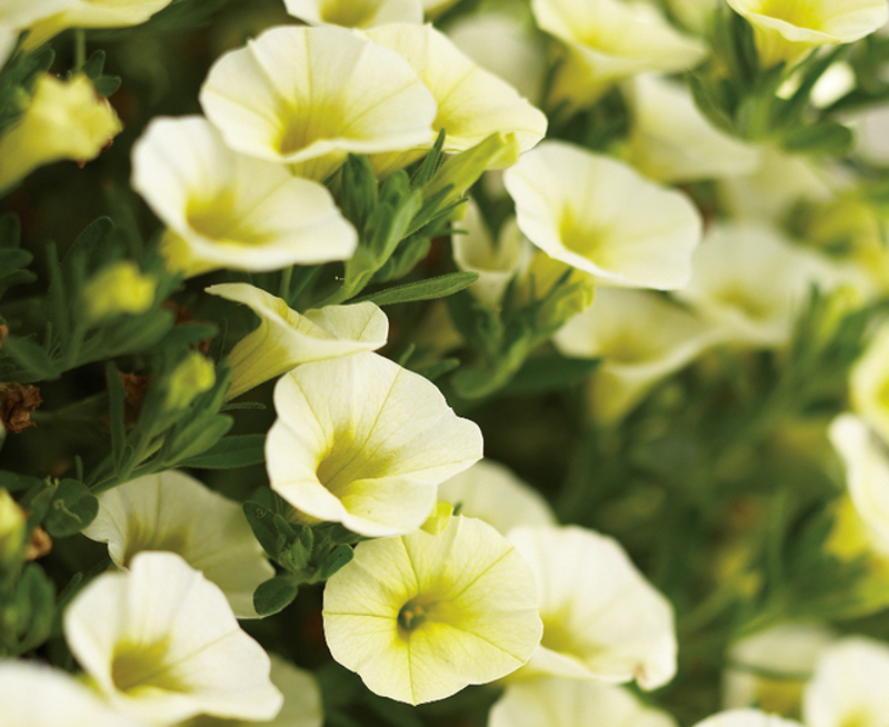 calibrachoa-flower-buds-close-up.jpg