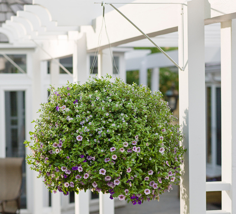 calibrachoa-in-hanging-basket.jpg