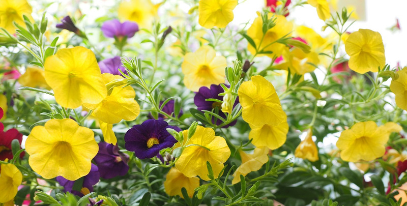 calibrachoa-plants-with-lots-of-flowers.jpg