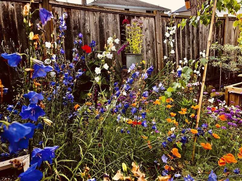 california-poppies-planted-with-bellflower-and-sweet-william.jpg