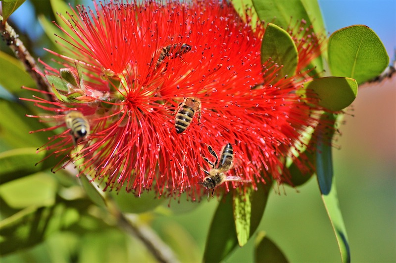 Is bottlebrush poisonous sales to dogs