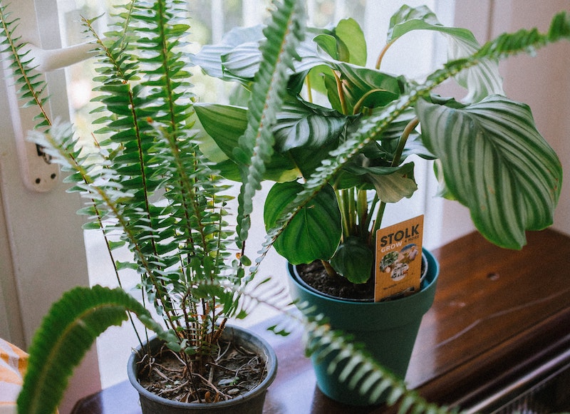 calthea-and-fern-on-the-windowsill.jpg