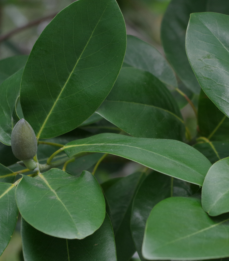 camellia-leaves-with-no-flower-buds.jpg