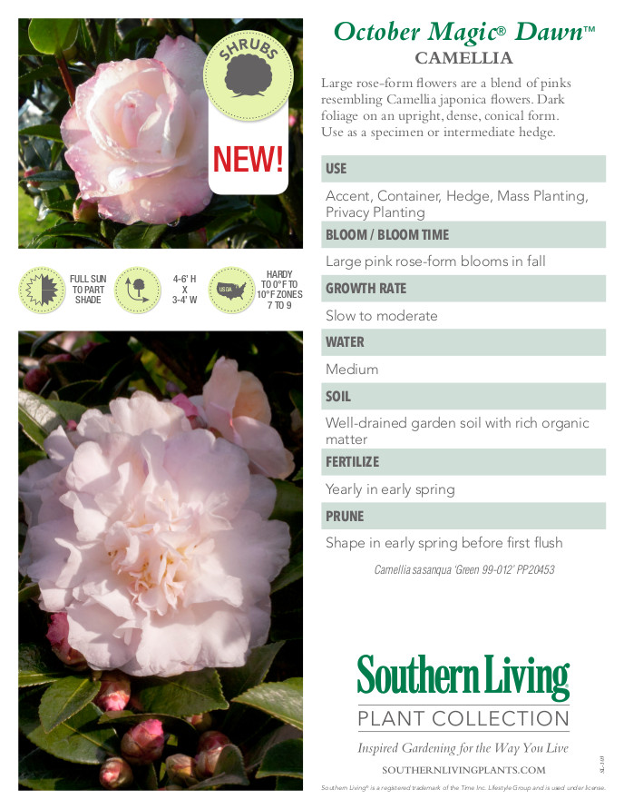 October Magic Dawn Camellia Plant Facts