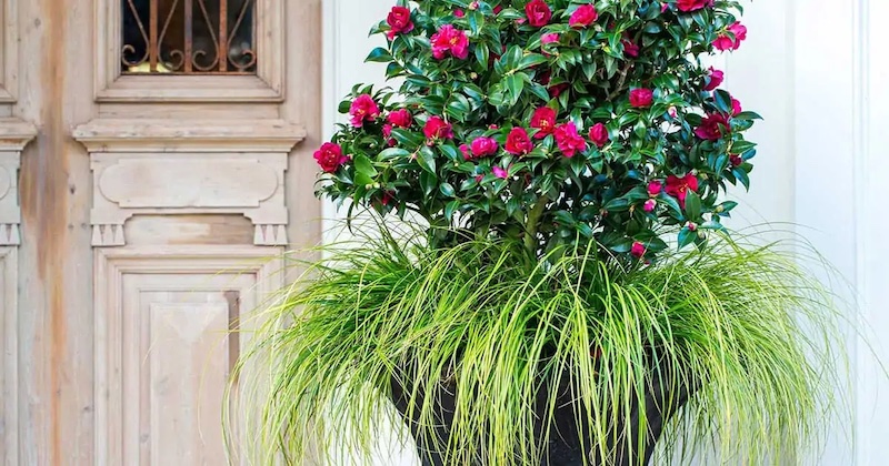 camellia-october-magic-planted-with-ornamental-grass.jpg