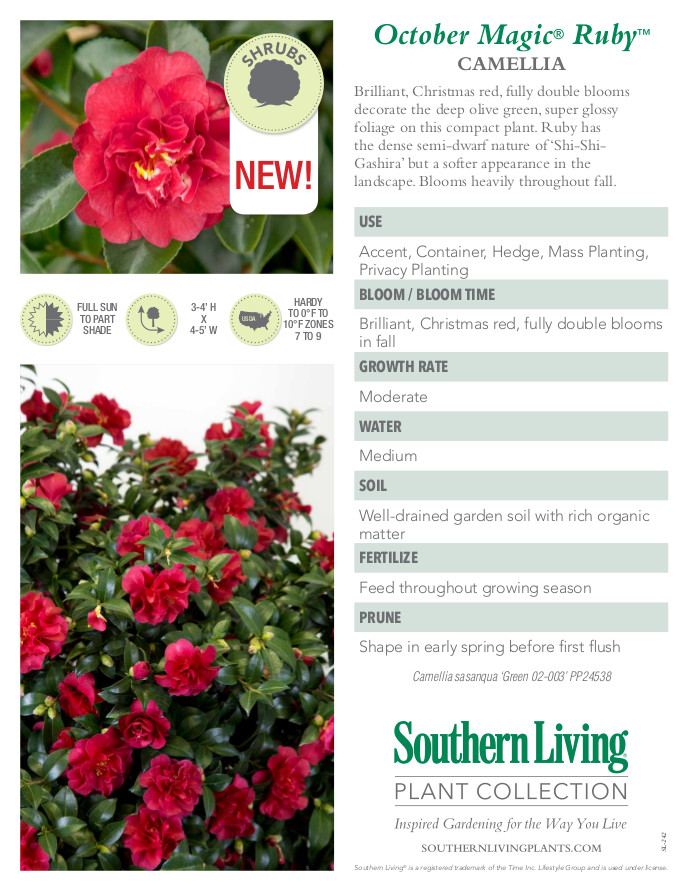 October Magic Ruby Camellia Plant Facts