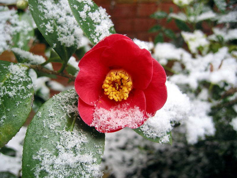 camellias, Tops