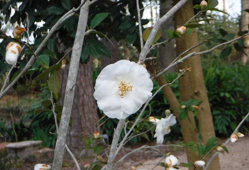 camellia-shrub-needs-pruned.jpg