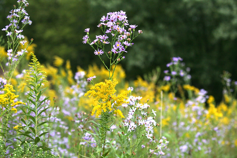 canada-golden-rod-and-smooth-blue-aster-bloom-in-the-fall.jpg