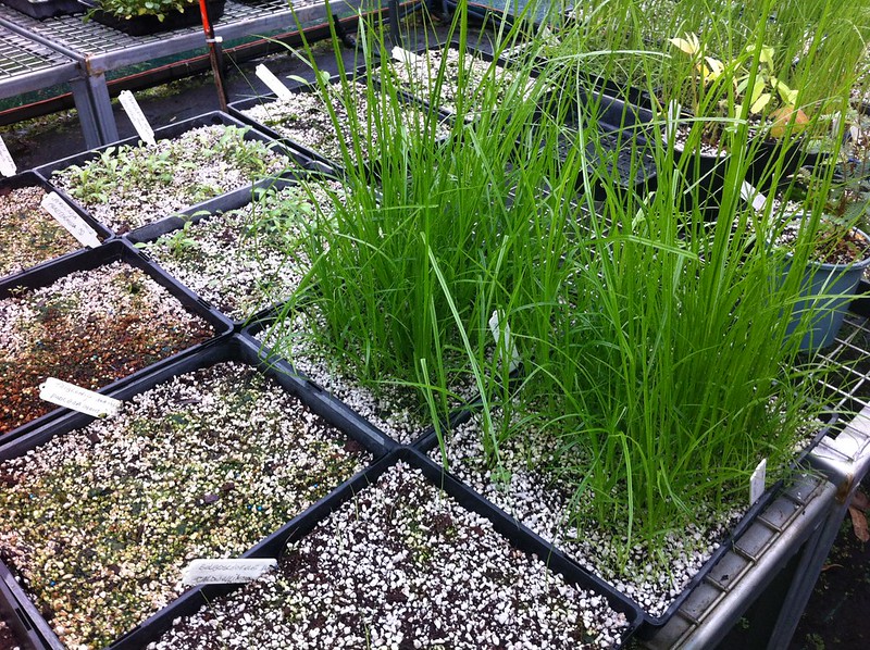 carex-appressa-growing-from-seed-at-the-hunter-wetlands-centre.jpg