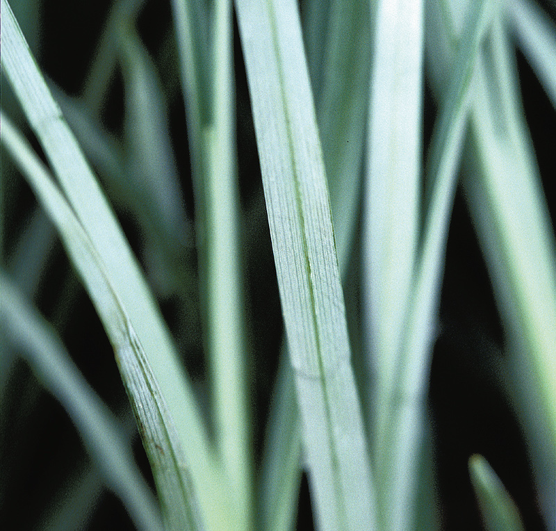 carex-blue-zinger-foliage.jpg