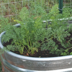 DIY Carrot Trough