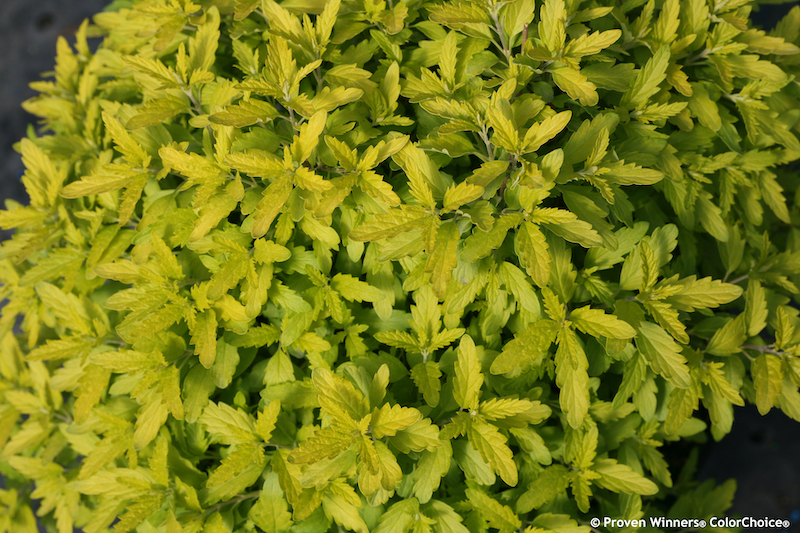 caryopteris-sunshine-blue-foliage.jpg