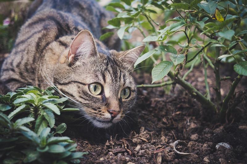 cat-in-the-garden.jpg