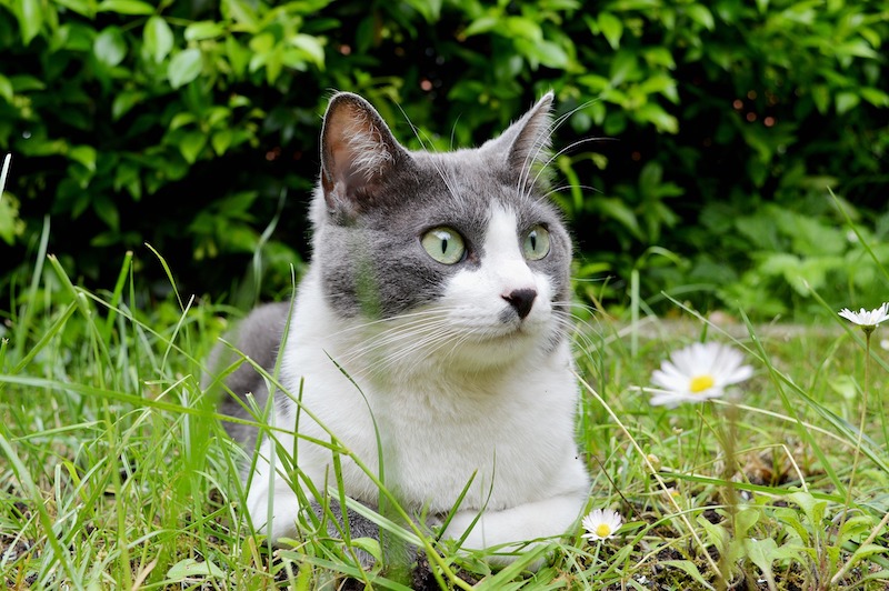 cat-lying-in-the-grass.jpg