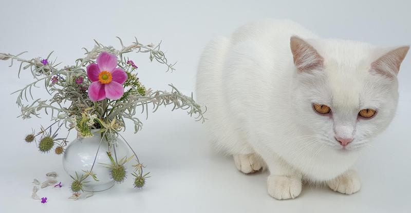 cat-next-to-bouquet-with-pink-windlower.jpg