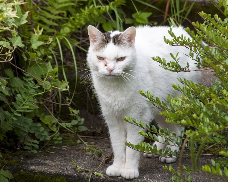 cat-next-to-boxwood-shrub.jpg