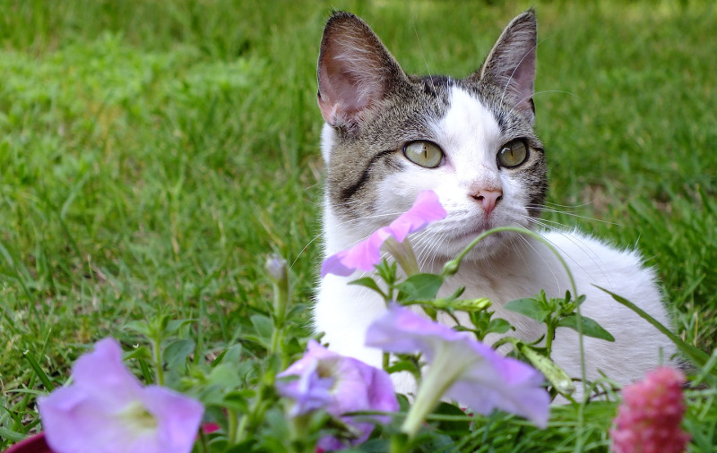 Are Petunias Poisonous To Cats And Dogs