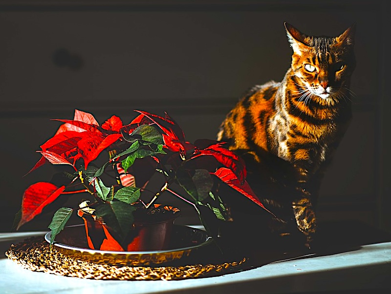 cat-next-to-poinsettia-plant-a-euphorbia.jpg