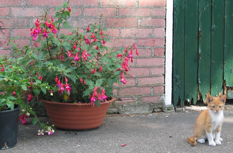 cat-next-to-pot-planted-with-fuchsia.jpg