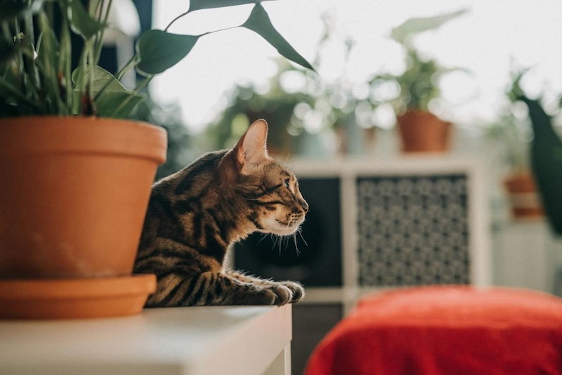 cat-next-to-potted-houseplant.jpg