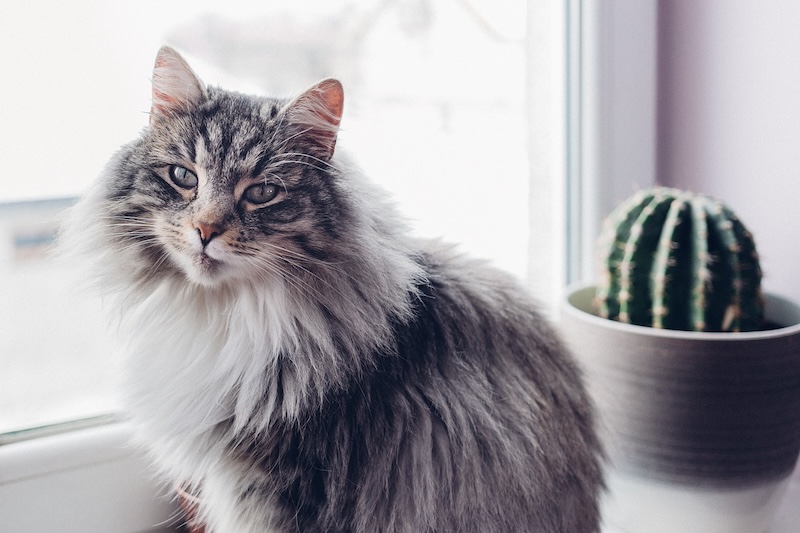 cat-on-a-windowsill-near-potted-cactus.jpg