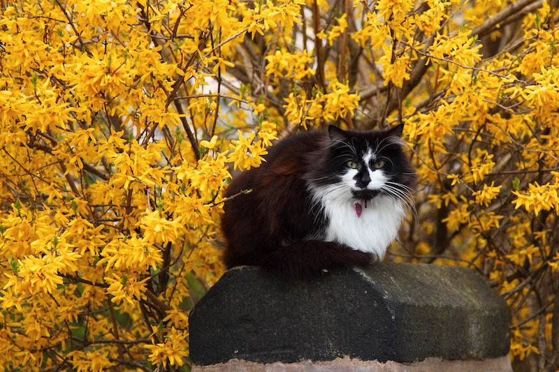 cat-sitting-in-front-of-large-forsythia-shrub.jpg