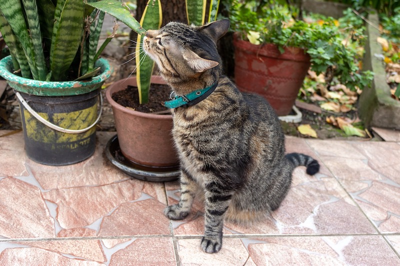 cat-smelling-a-potted-snakeplant.jpg